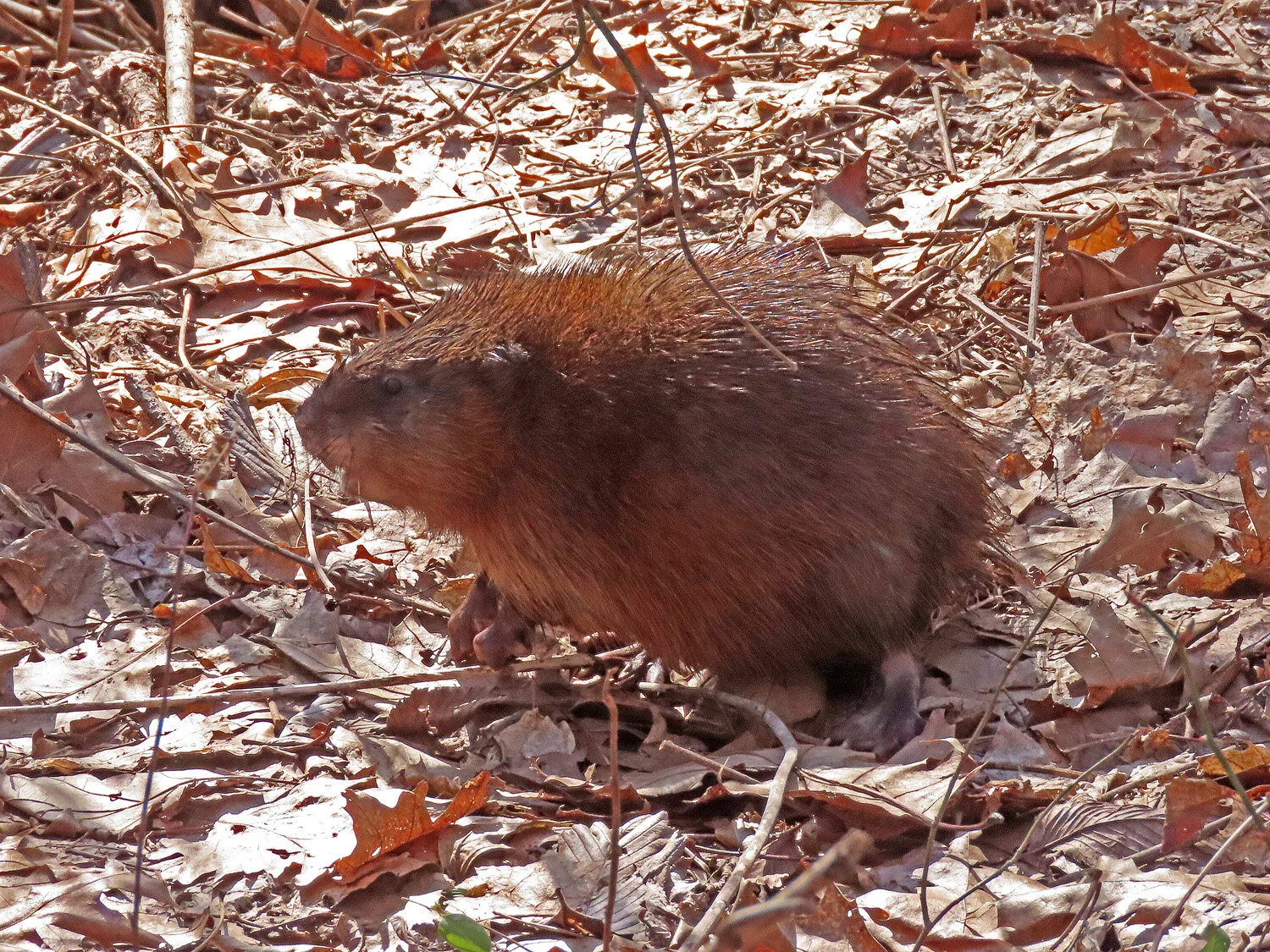 Muskrats — Susan Kirby